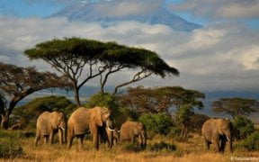 Cameron Bancroft for South Africa tour 104 Cameron Bancroft for South Africa tour 93